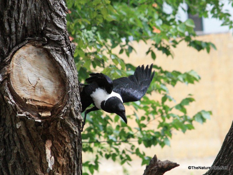 Perching Birds